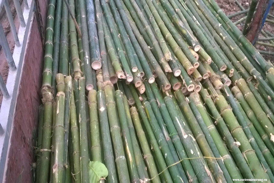 Mua bán cọc tre tại Quảng Bình